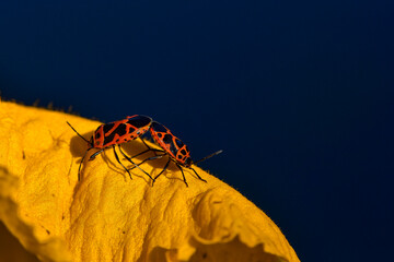 Close up of the mating of a vegetable bug perched on a pumpkin flower