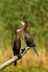 The pygmy cormorant (Microcarbo pygmeus) pair on the branch. A pair of small black cormorants with a green background.