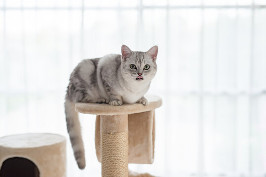 cat lying on cat tower