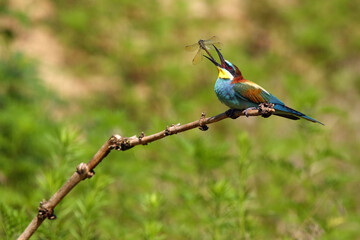 The European bee-eater (Merops apiaster) sitting on a twig with a dragonfly in its beak. Typical behavior of a bee-eater when catching prey. Very colorful European songbird on a green background.