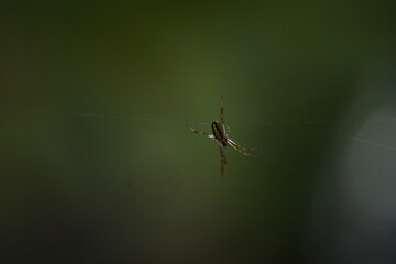 Araignée sur fond vert en macro