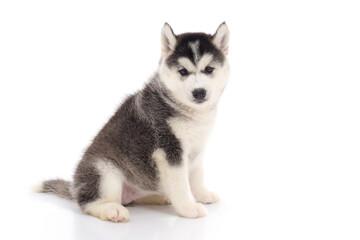 Cute siberian husky puppy sitting on white background © lalalululala
