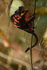 Femelle de caméléon endémique de La Réunion en défense