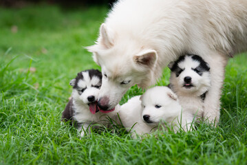 Close up of white siberian husky dog with her puppies