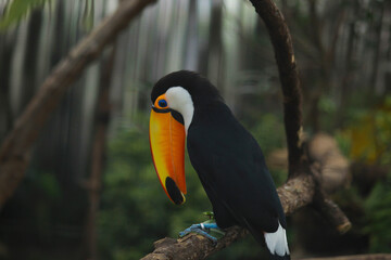 Toco toucan (Ramphastos toco) known as Tucano Toco sitting on tree branch, are among the animals that can be seen by visitors. The largest bird park in Latin America, blurry background