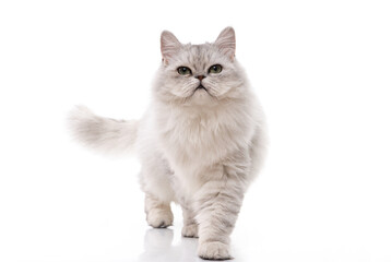 Persian cat on white background,isolated