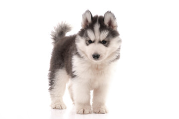 Obraz premium Siberian husky puppy standing on white background isolated