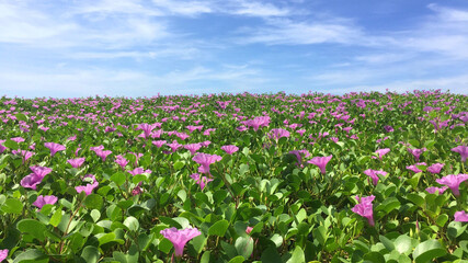 Panoramic scenery of Beach morning glory flowers field or Bayhops flowers (Bay-hops) at Karon beach, Phuket Thailand. 