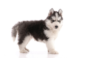 Fototapeta premium Siberian husky puppy standing on white background isolated