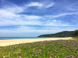 Panoramic scenery of Beach morning glory flowers field or Bayhops flowers (Bay-hops) at Karon beach, Phuket Thailand. 