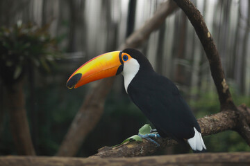 Toco toucan (Ramphastos toco) known as Tucano Toco sitting on tree branch, are among the animals that can be seen by visitors. The largest bird park in Latin America, blurry background