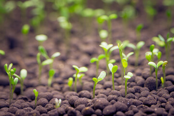 Seedlings of water plants