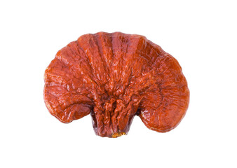 Lingzhi on white background