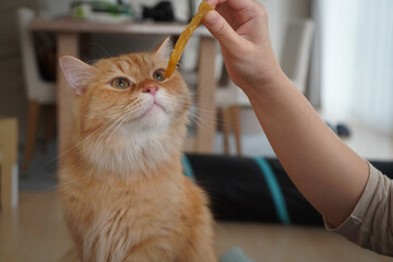 おやつがほしい猫（マンチカン）