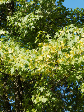 (Liquidambar styraciflua) Amerikanischer Amberbaum oder Seesternbaum. Glanzend Grün fünflappig Blätter, Ahorn ähnlich, im Sommer