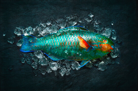 Colourful parrot fish on ice
