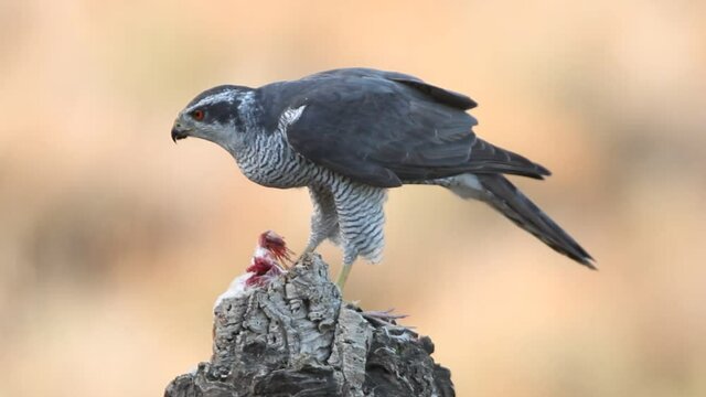 Northern goshawk adult male eating freshly caught prey in the last light of day in a cork and oak forest in autumn