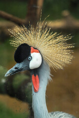 Close up of bird with crown or African Grey Crowned Crane (Balearica regulorum) blurry background