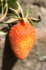Fraise