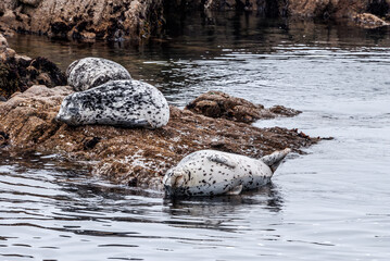 Common Seals (Phoca vitulina) in Bodega Bay, California, USA