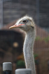 Head of Common ostrich (Struthio camelus), or simply ostric, the large flightless bird from Africa. blurry background