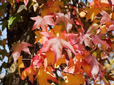 (Liquidambar styraciflua) Amberbaum oder Seesternbaum. Laub im Herbst mit verschiedenste Nuancen von Gelborange über Karminrot bis Schwarzviolett