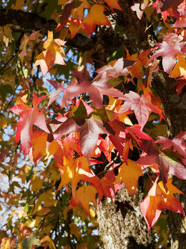 (Liquidambar styraciflua) Amerikanischer Amberbaum, Launfarbe im Herbst von gelb &uuml;ber orange bis dunkelrot, indian Summer in Garten