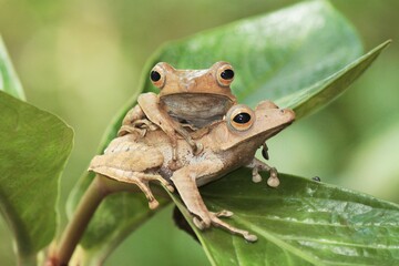 Obraz premium Two Eared tree frog sitting on the leaf