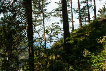 Obraz premium beautiful forest view