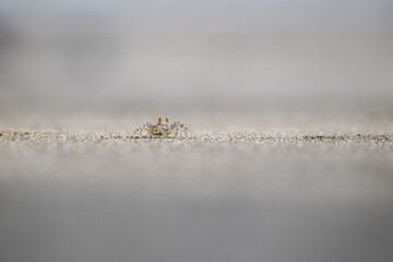Crabe sur une plage de sable à mayotte