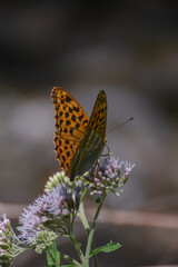 Tabac d'espagne papillon sur fleur macro flou