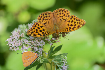 Obraz premium Tabac d'espagne sur fleur en provence