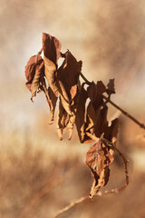 dried leafs in the sun