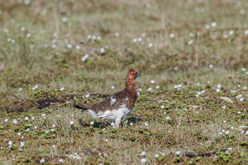 Molting male of Willow Ptarmigan (Lagopus lagopus) in Barents Sea coastal area, Russia