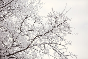 branches covered with hoarfrost background, abstract landscape snow winter nature frost