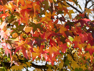 (Liquidambar styraciflua) Amberbaum oder Seesternbaum. Laub im Herbst mit verschiedenste Nuancen...