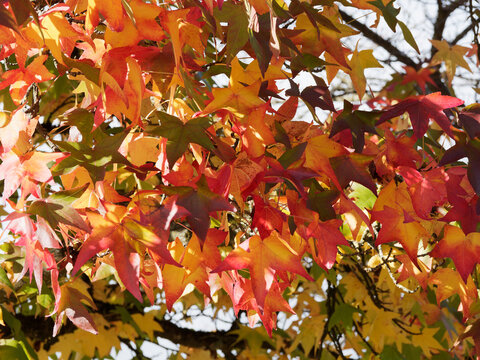 (Liquidambar styraciflua) Amberbaum oder Seesternbaum. Laub im Herbst mit verschiedenste Nuancen von Gelborange über Karminrot bis Schwarzviolett