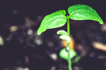 Green bean sprouts growing