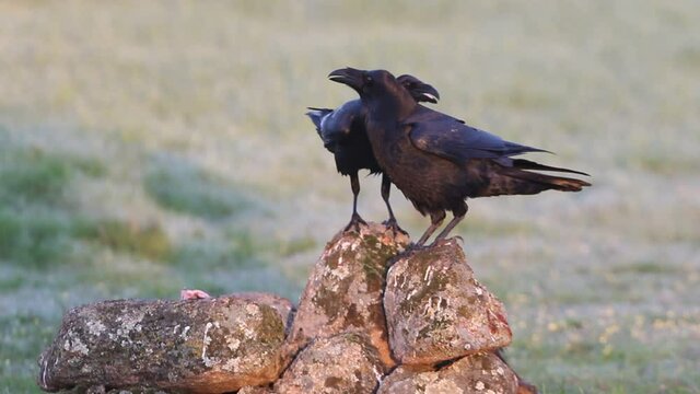 Common raven male and female with the first light of dawn