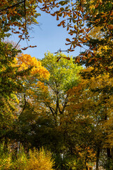 Beautiful colorful foliage of trees during autumn season.