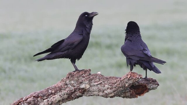 Common raven male and female with the first light of dawn