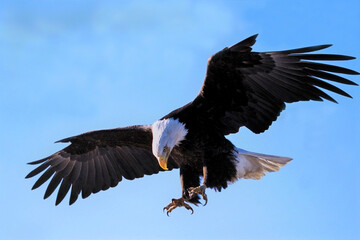 bald eagle in flight, hunting