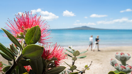 The Pohutukawa tree which is also called the New Zealand Christmas tree in full bloom at Takapuna beach, with blurred Rangitoto Island in the distance and people walking on the beach - obrazy, fototapety, plakaty