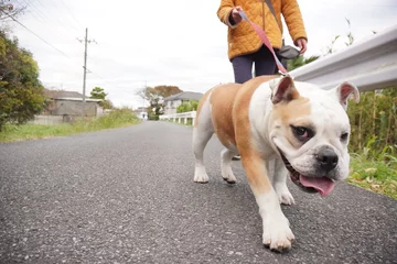 Fotobehang Franse bulldog イングリッシュブルドッグ　子犬　散歩　写真9  © hiro studio