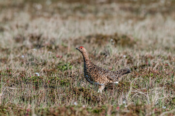 Willow Ptarmigan (Lagopus lagopus) hen in Barents Sea coastal area, Russia