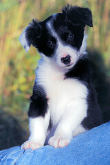 Adorable Border Collie puppy, eight weeks, portrait closeup
