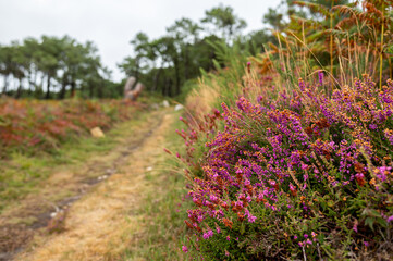 Flowering heather on a cloudy day in late summer