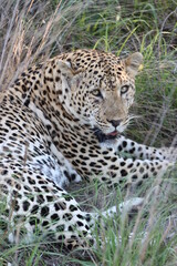 Beautiful male Leopard in African bush