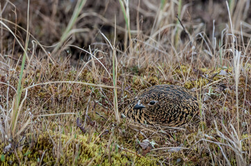 Willow Ptarmigan (Lagopus lagopus) hen at nest in Barents Sea coastal area, Russia