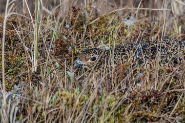 Willow Ptarmigan (Lagopus lagopus) hen at nest in Barents Sea coastal area, Russia